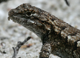 Eastern Fence Lizard